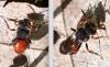 Nomada sp.
